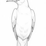 Bird-Anatomy-Printable-Sketch