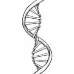 DNA-Double-Helix-Printable-Sketch