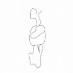 Digestive-System-Printable-Sketch